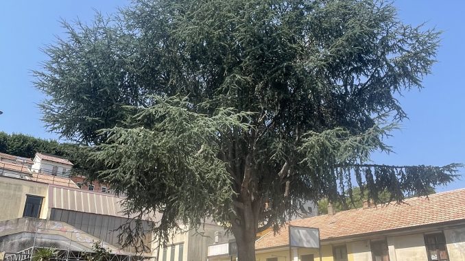 Il cedro del Libano nella piazza di Martirano Lombardo, circondato dalla pavimentazione in mattoni