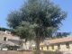 Il cedro del Libano nella piazza di Martirano Lombardo, circondato dalla pavimentazione in mattoni