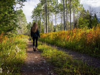 Sentiero sterrato tra prati e alberi, cammino di campagna