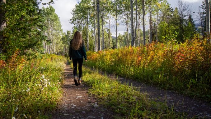 Sentiero sterrato tra prati e alberi, cammino di campagna