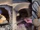 Forno a cupola in mattone refrattario con fuoco acceso, targa FORNO COMUNALE visibile