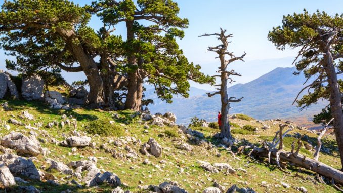Paesaggio dell'entroterra calabrese in autunno — pini loricati e rocce tra i monti