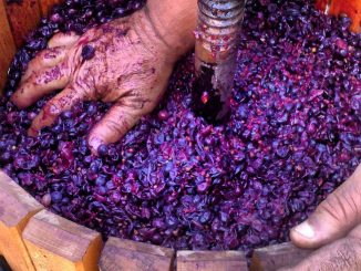 Mani nel torchio a vite pieno di vinacce durante la torchiatura del vino fatto in casa in Calabria