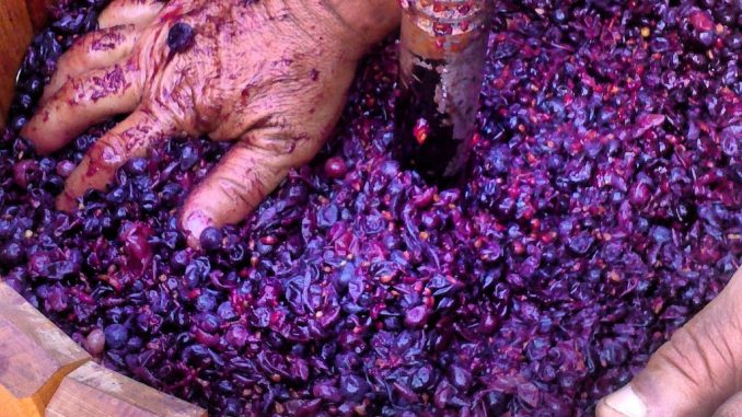 Mani nel torchio a vite pieno di vinacce durante la torchiatura del vino fatto in casa in Calabria